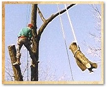 Tree Removals in Oakland County